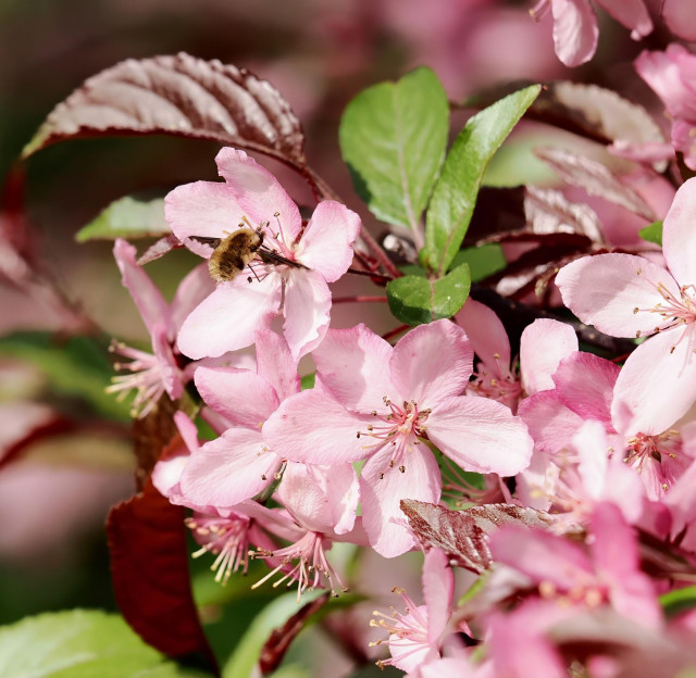 This photo shows more pink crab apple blooms. A fuzzy golden bee hovers over one of the flowers. It has unusual wings; the front edge is dark and the back edge is transparent. I believe it is a dark edged bee-fly and it is a fly not a bee. The adult form drinks nectar and lays its eggs in or near the nest of a solitary bee (using its appearance to get close to the entrance). Its larvae then try to make their way to the bee grubs--if they find one, they latch on and slowly eat it. They overwinter in the nest as pupae and emerge in the spring as adults. 