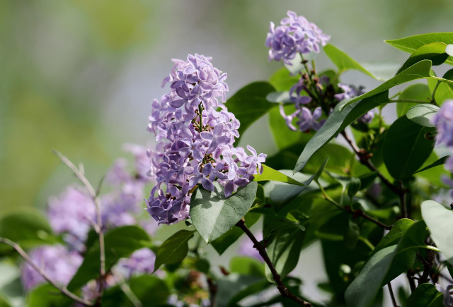 This photo shows lovely lavender/purple lilac flowers. I smelled them long before I saw them. 