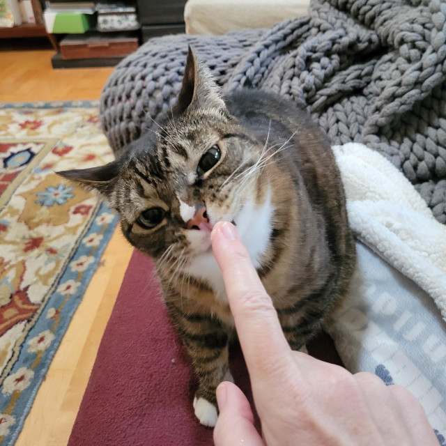 A chubby brown tabby sniffs my pink index finger very intently, her ears and whiskers pulled back and her eyes narrowed. Right on the tip of my finger is a tiny smear of flavored whipped cream - Catherine's favorite treat. She has huge green eyes, a pink nose with an asymmetrical white blaze, a white bib, and the tiniest white toes you've ever seen on a cat. Her stripes are dark and regular, with glossy fur that looks almost as soft as it is. We're on a white sofa covered in blankets in the living room.