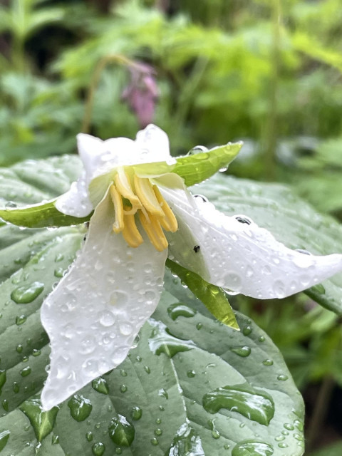 A close up of a trillium with rain drops on it. In the background is a small pink object which is a bleeding heart flower 