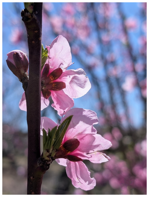close-up of two pink blossoms on a dark brown branch, with sunlight shining through delicate petals. The background is filled with blurred pink flowers and blue sky,