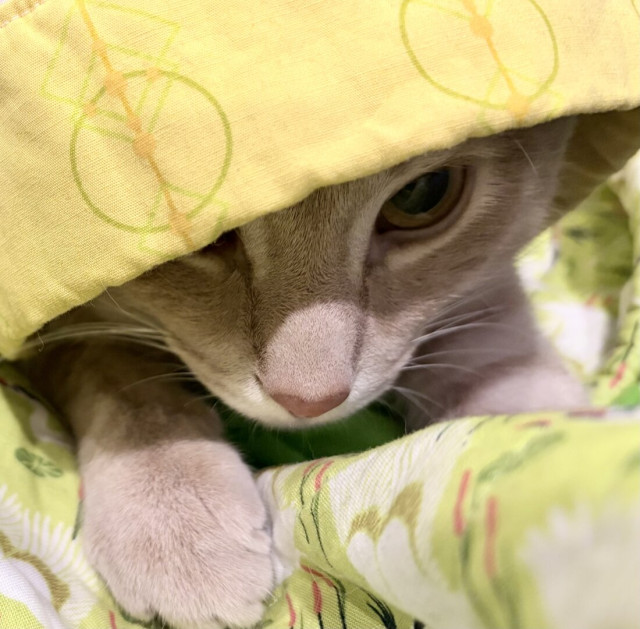 Orange kitten looks out from under a yellow/yellow-green quilt which is like a hood, covering most of the kitten’s head and body. One eye looks out, in shadow from under the blanket.