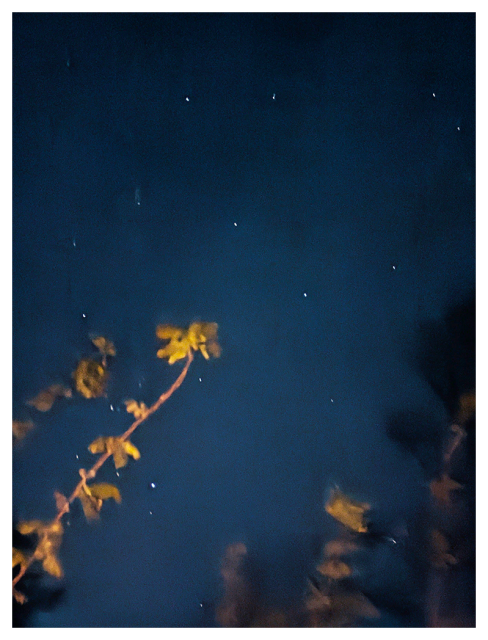 	
A blurry photo of yellowish leaves and branches in the foreground, with a dark blue night sky dotted with small, scattered white stars in the background. 