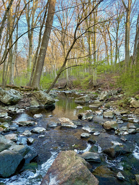 A creek winds through a wooded valley. The treetops glow in the setting sun, the hills are covered by light green grass, the banks are rocky, and the water moves slow and steady down the middle.