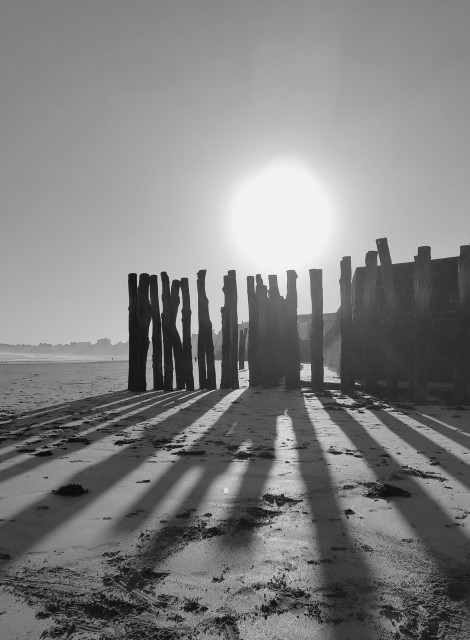 Black and white photo of some high wooden  poles on a beach, with a low sun behind casting their long shadows towards the viewer.