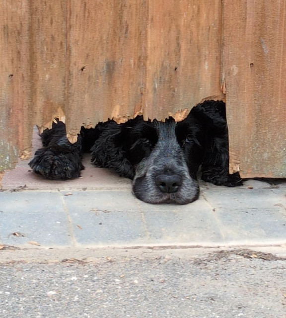 A photo of my cocker spaniel peeking through a hole that he made in the bottom of the garden fence.