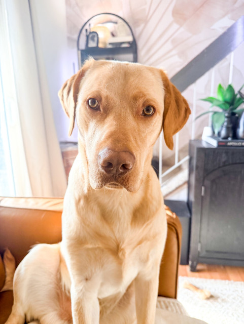 Jake pleading for snack donations