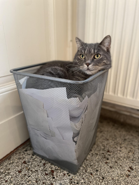A grey tabby cat in a paper trash basket looking thoughtful and content. 