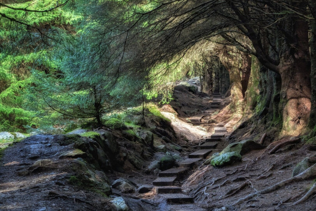 A low-angle shot of a narrow, winding woodland path made of wooden sleepers and earth steps. The path leads upward into a dense, dark forest of coniferous trees. Sunlight filters through the thick canopy of needles and mossy branches, creating a dramatic "tunnel" effect with patches of bright gold light hitting the forest floor. The ground is covered in gnarly tree roots and soft moss. The overall mood is enchanting, mysterious, and lush with deep greens and earthy browns.
