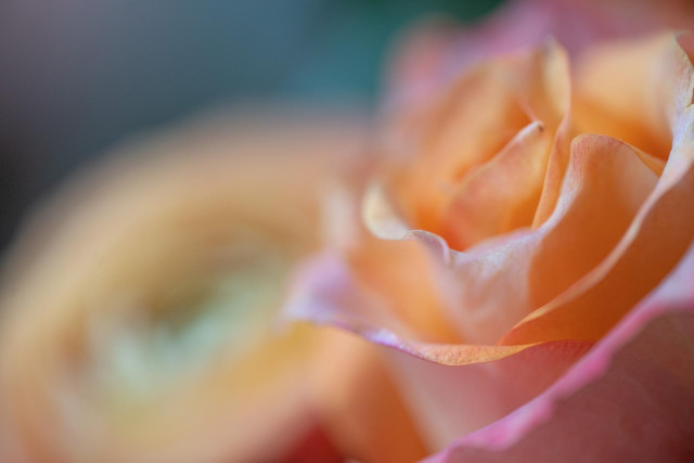 a bright macro close-up of a rose with a very narrow focus. the rose is a bright pinkish oranngey colour. there is a ranunculs, similar colour, blurry in the background. gentle sunlight is shining on the flowers