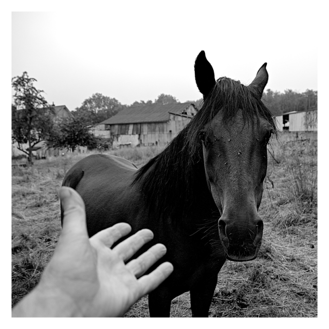 Daylight monochrome square format photography.

A horse looking straight at the viewer and a hand jumping into the frame on the bottom left.