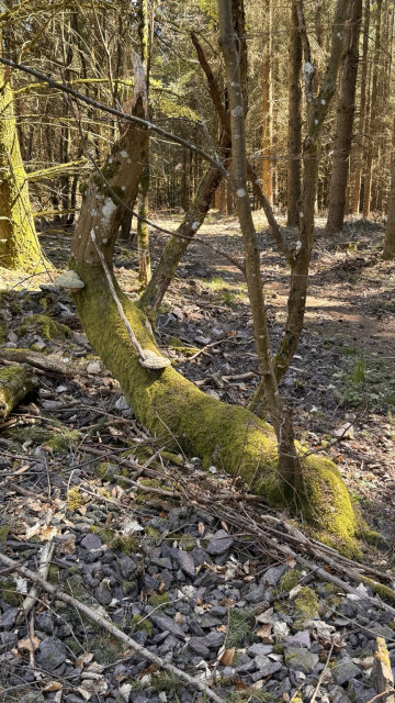 A photo of a mossy, twisting tree trunk with mushrooms growing on it, in a sunny, rather dry forest.