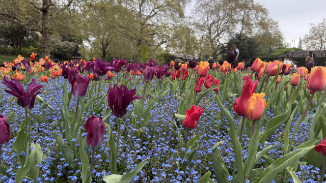 A vibrant flower garden featuring colorful tulips in shades of purple, red, orange, and yellow, surrounded by clusters of small blue flowers. The background includes trees and people enjoying the park