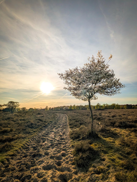 A slender, blooming Amelanchier tree on the right side of a path. Its white blossoms are backlit by the sun, creating a glowing halo effect.

The image is dominated by warm tones, golds, tans, and soft greens contrasted against the cool blues and whites of the sky.
