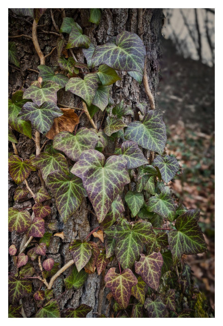 This is a detailed, realistic photograph of English ivy (a climbing vine) growing densely up the rough trunk of a large tree in a woodland setting. The tree bark is thick, deeply grooved, and textured in earthy shades of brown and gray, with visible cracks and ridges. Wrapped tightly around it are dozens of ivy leaves on thin, woody vines. The leaves are classic ivy shape—heart-like with three to five pointed lobes and very prominent, raised veins that stand out in a bright, glowing lime-green or yellowish-green color. Many of the leaves have a striking two-tone pattern: the main body and edges are a deep, rich purple or burgundy, almost like velvet, while the veins create a glowing contrast against that dark background. Some leaves are more green overall, especially smaller ones lower down, while others are almost entirely purple with just a hint of green. A few dry, brown, withered leaves are mixed in among the living ivy. In the background, the forest floor is carpeted with fallen brown autumn leaves and more green ivy spreading across the ground. Bare, leafless tree branches stretch into a pale, overcast sky, giving the scene a quiet, late-autumn or early-winter feeling. The lighting is soft and natural, highlighting the texture of the bark and the vivid colors of the ivy leaves. The overall mood is peaceful and beautiful, showing nature’s ability to create colorful patterns even in the colder months.