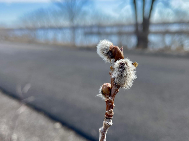A single stem of a quaking Aspen tree, with fuzzy white buds, in front of an asphalt bicycle path with river and blue sky in the background 