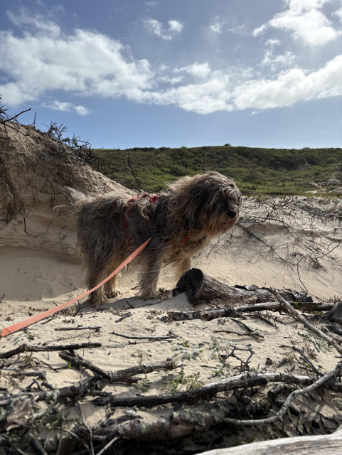Dog standing in a sandpit with broken branches, blue sky and some clouds behind.