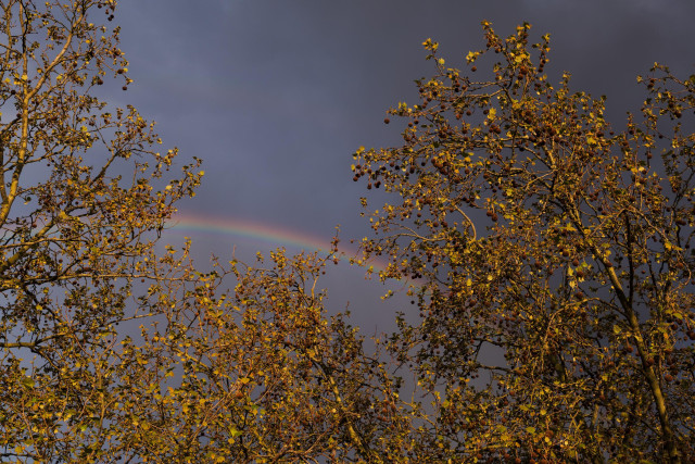 Rainbow peeking through behind trees lit up golden in sunset light, dark clouds behind.