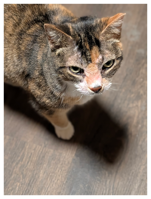 high angle view. the front half of a calico cat with green eyes, standing on a wood-tile floor making eye contact.  