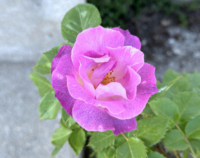 on a grey day, a rose in a colour i'm not sure i can describe. it's purple-pink-mauve; the tips of the petals are more white, and the petals lower down are more purple. they turn almost lilac as they age. there are green leaves around and below it and mottled grey stone behind.