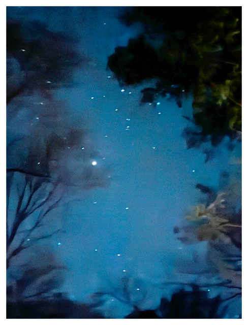 	
A night sky filled with stars, partially obscured by wispy clouds. Silhouetted tree branches and leafy foliage frame the view at the edges, creating a serene scene with a soft, blue glow illuminating the sky.