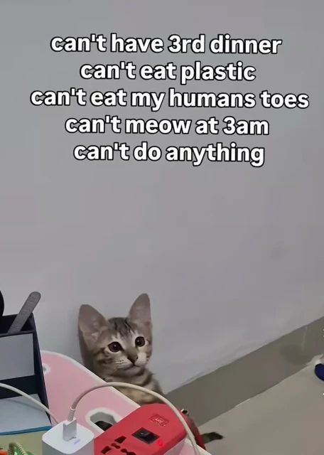 kitten looking slightly despaired from behind a desk, with the text:
can't have 3rd dinner
can't eat plastic
can't eat my humans toes
can't meow at 3am
can't do anything