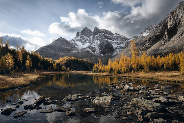 A classic autumn alpine landscape featuring vivid golden larch trees surrounding a rocky, still lake that reflects a dramatic snow-dusted mountain peak under a partly cloudy sky. Scattered boulders fill the shallow foreground waters, leading the eye back toward the treeline and the imposing peaks beyond. The rich contrast between the brilliant yellow larches, grey rock faces, and fresh snow captures the brief but spectacular larch season in the Canadian Rockies.