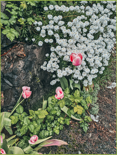 A few pink tulips grow haphazardly next to a stone wall. The pink is in shades from dark in the middle of the six petals to pale rose on the edges. A few of the tulip leaves are slightly bedraggled. There is a drift of white candy tuft growing down the wall on the top right, with its puffs of little flowers backdropping one of the tulips. A patch of Himalayan blackberries is trying to establish itself at the foot of the wall.