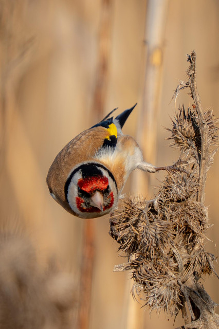 A goldfinch is perched on a thistle panicle. The bird is facing the viewer, with its head turned slightly to one side. It is holding a seed in its beak.