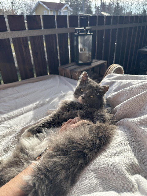 En glad katt ligger bredvid sin människa och blir klappad 