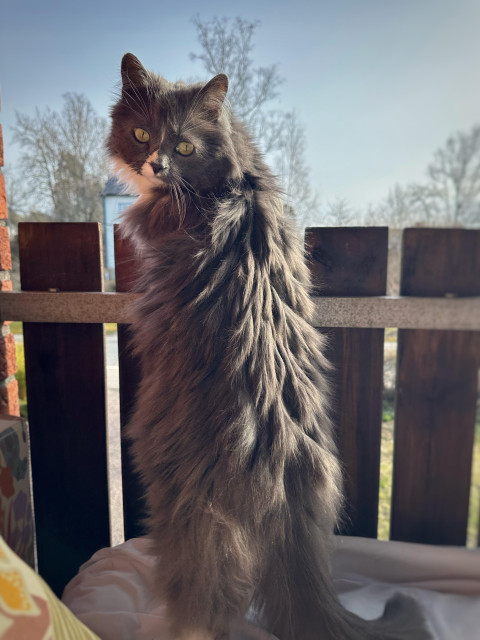 En grå och vit långhårig katt står och lutar sig mot ett balkongräcke med blicken bakåt över vänster skuldra. I bakgrunden är himlen blå och träden kala.