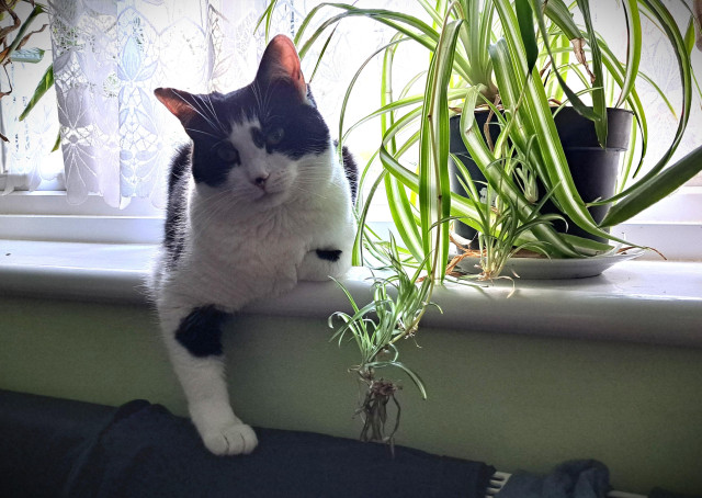 a black and white cat sitting on a windowsill next to a potted plant. She has one front paw curled under herself, and the other leaning down and resting on the radiator, which has laundry drying on it