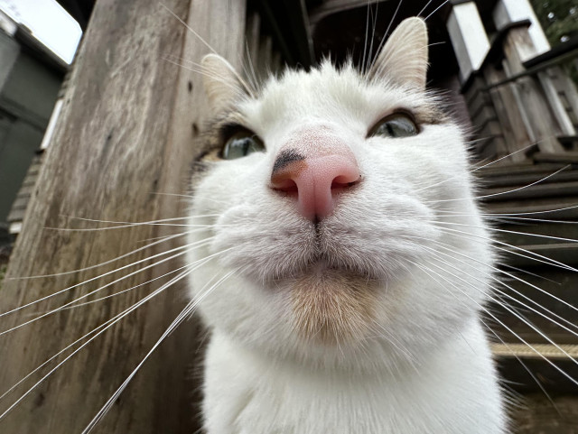 Very, very close up of a mostly white cat with, indeed, fantastic whiskers, and a very boopable nose. Not shown: claws of doom