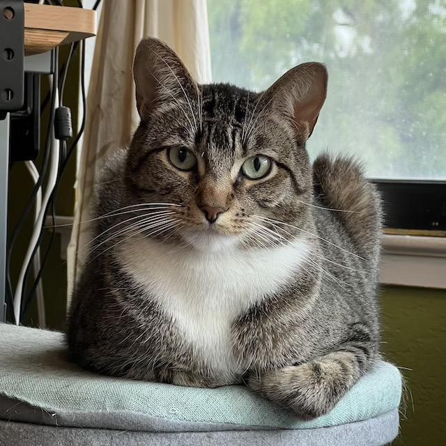 Hi, I'm Lea, a brown tabby cat with a white chin and throat. I'm lying on my turquoise cat tower looking at the camera with my little paws tucked under me. Yes, I am judging you...but the verdict is a thumbs up!