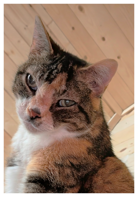 close-up from below at an odd angle. a calico cat with green eyes, looking slightly to the to the left and makes eye contact. wood-paneled wall and ceiling in the background.