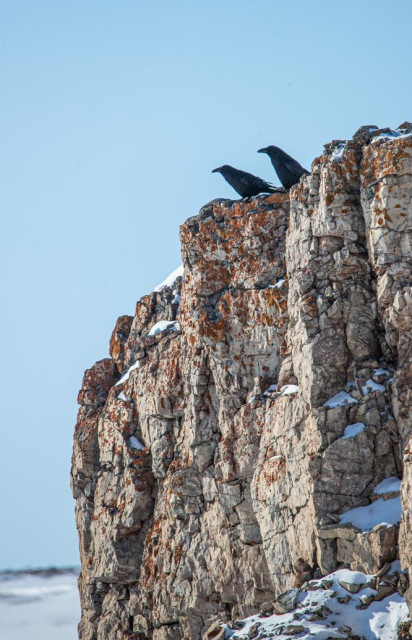 Two ravens peer out from atop a cliff. Bright orange lichen dot the upper reaches of the cliff. 