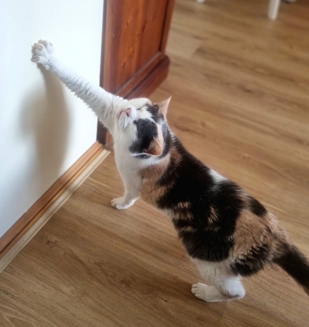 Calico cat with tan and grey markings on her body stretches on front leg up to a wall. Her head is up with her eyes closed 