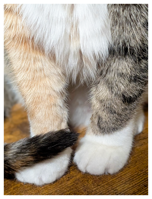 close-up of a calico cat's  front legs and paws on a wooden desk. fur is a mix of white, orange, and gray tabby, with a striped tail curled in front of the cat’s feet. only the lower part of the cat’s body is visible.