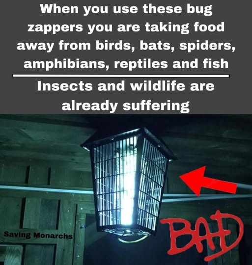 When you use these bug
zappers you are taking food
away from birds, bats, spiders,
amphibians, reptiles and fish
Insects and wildlife are
already suffering

Image of a bug zapper with a red arrow pointing to it and the word "BAD" written in red below it.