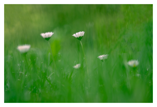 Fotografie von ein paar kleinen weißen Gänseblümchen zwischen hohem, weichem Gras. Die Aufnahme ist aus tiefer Perspektive erfolgt.