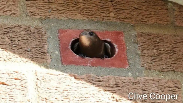 This little swift has made its home in a swift brick