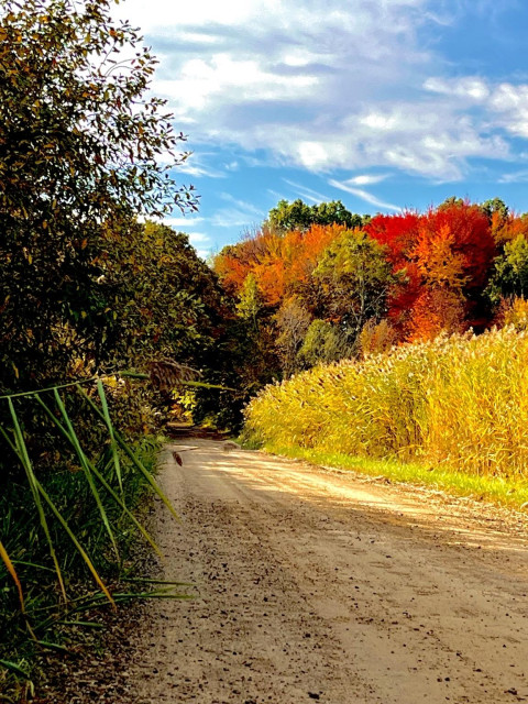 A dirt road lined with foliage leads into a colorful forest with vibrant autumn leaves. The sky is partly cloudy, enhancing the scene's calm and serene atmosphere. Tall grasses border the road, framing the view.
