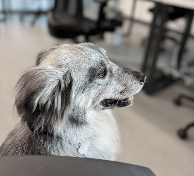A very cute and professional dog sitting with a blurry office in the background.