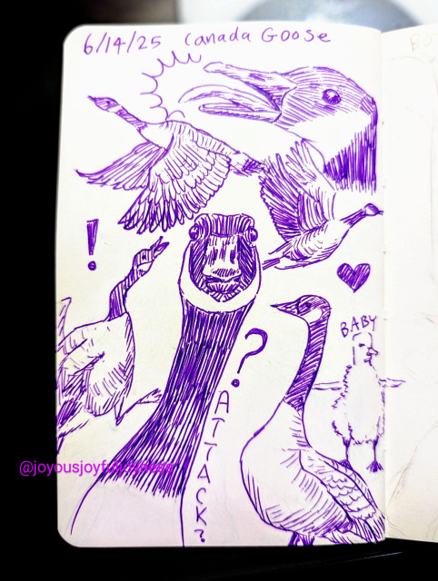 A sketchbook page of 7 drawings of Canada Geese in purple pen. At the top is the text 6/14/25 and Canada Goose. At the top right is a close up of a goose with its tongue out and calling. Below to the left and right are two geese flying with wings down and wings up. At the bottom left is a goose running in attack mode with an exclamation mark above its head. To the right of it is a close up of a goose head with a question mark and Attack? written next to its neck. To the right is a goose in profile with a heart above. To the right of that is a gosling with its wings outstretched.