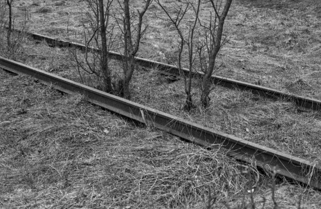 A black-and-white photograph of abandoned railway tracks cutting diagonally across a dry, grassy slope. The rails are partially overgrown and weathered, suggesting long disuse. Thin, leafless trees rise between the tracks, their bare branches blending into the textured ground. The scene feels quiet and desolate, with a sense of time slowly reclaiming the man-made structure.