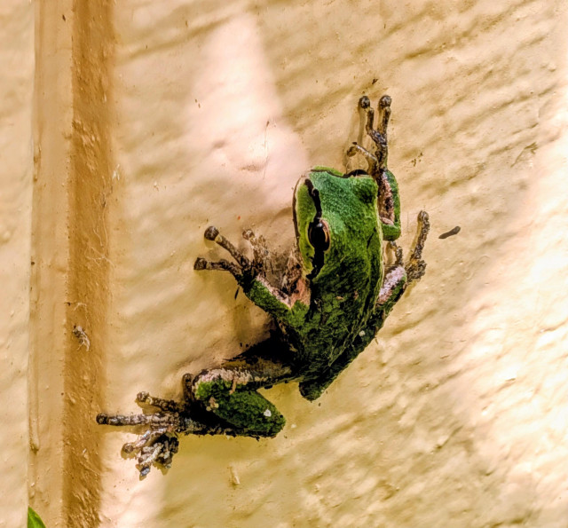 A small green and black frog on the side of a house. 