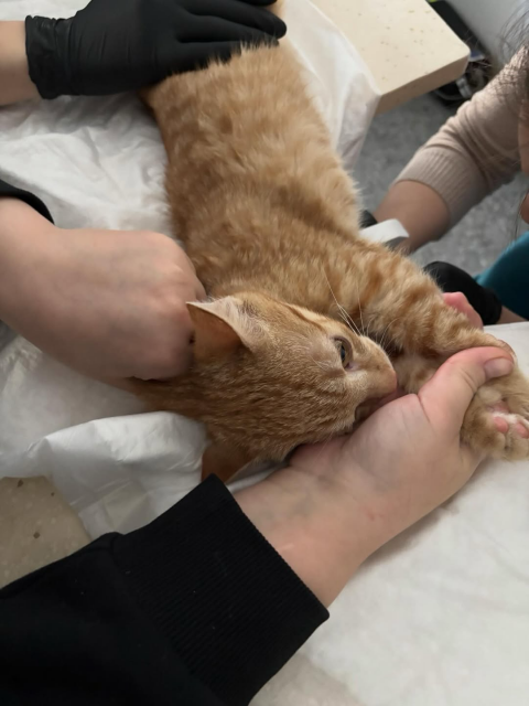 Baby Milton needs your help 🙏🏻.