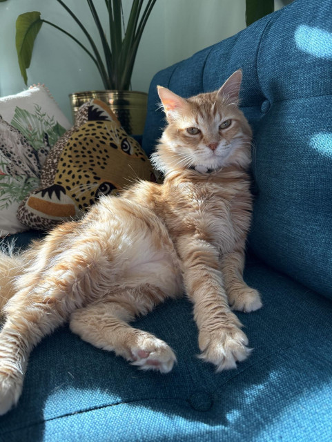 A medium-haired orange cat reclines on a blue couch with two pillows depicting cheetahs and a plant behind him.