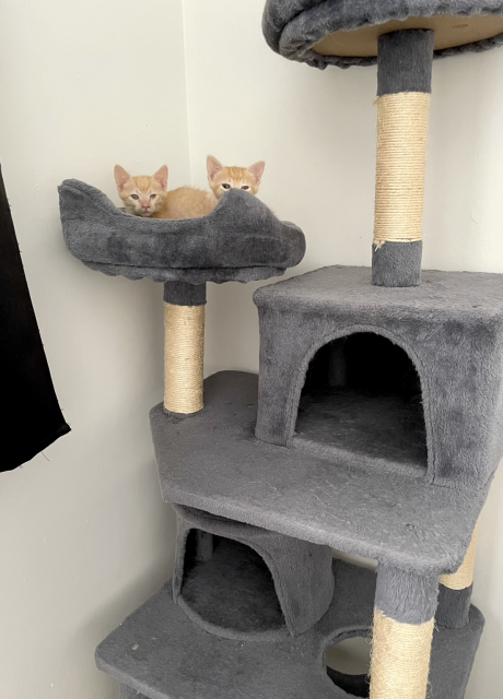 Two small orange kittens peeking from a cat tree perch 