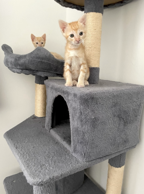 Two small orange kittens on the big cat tree, one on a perch, the other sitting atop a condo
